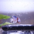 코베아쿠아