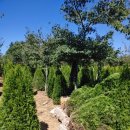 하늘빛소나무펜션 이미지