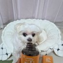 댕이랑 | 포포랑 딸기 슬개골 건강 지키기! 댕이수랏간 침향 관절쌩쌩 리얼 후기