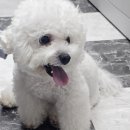 달리애견 이미지