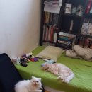 나의 반짝 그루밍 이미지