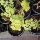 서울화원 이미지