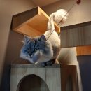 더조은동물의료센터 이미지