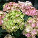 그린꽃식물원 이미지