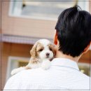 유어펫 라운지 강아지분양 이미지