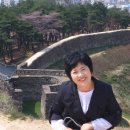 고벨화