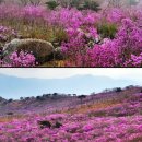 전국아랑고고장구예술인협회 | 대구 비슬산 참꽃 축제 문화제 일정 가수 자연휴양림 등산코스 추천