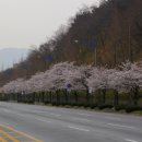 4월1일 창원기능대 벚꽃길... 이미지