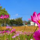 코스모스 이미지