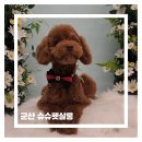 지나펫살롱 | [공지] 군산 조촌동 슈슈펫살롱 푸들 미용 후기