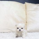 달강아지 이미지