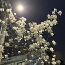 안산대학로 | 안산 월피동 맛집 서울예대 이자카야 폼포코 신메뉴 치킨난반 케이준오코노미야키 먹어본 후기