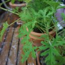 로즈마리세탁소 이미지