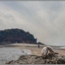 조개이야기 Daum카페