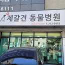 제갈견 동물병원 이미지