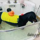 데이지꼼 이미지