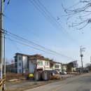 제부도펜션 벚꽃 이미지