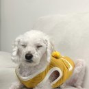 도그랑힐스 이미지