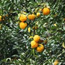 향이강한﻿ 천연 향신료ㅡ유자와 레몬 이미지