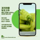 검지몰