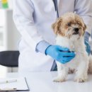 더조은동물병원 이미지