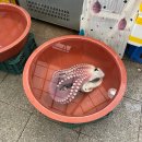 풍산생명의콩길(풍산읍,서후면) | [국내여행]안동, 영주 가족 여행 후기 - 안동맛집, 영주맛집, 안동숙소 이야기 포함, 옥야식당, 뉴서울...