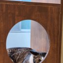 고양이호텔 윤집사 이미지