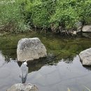 오늘따라청둥오리 | 당현천 산책 후기, 봄꽃, 고양이 그리고 청둥오리, 하얀 새