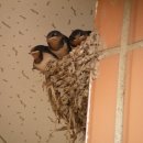 비파경로당 이미지