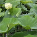 나무공인중개사사무소 | 숨은 보석을 찾아주는 대추나무공인중개사사무소와 은평구원룸 구하는 꿀팁 공개