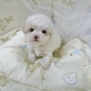 창원강아지분양 헬스독 애견입양 말티푸들포메라니안미니비숑 이미지