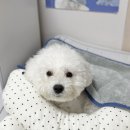레이 펫 | 닥터펫 펫큐어레이 3주차 후기 | 반려동물 치료기