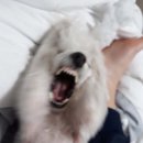 일지향