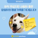 찹쌀이(Chapssal) / 여아(Female (Spayed)) / 2살(Est. 2 years) 이미지