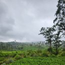 경마장주유소 | [Sri Lanka] 5. 누와라엘리야는 흐림 ☁️