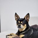 누리종합동물병원 이미지