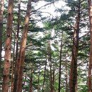 삼척활기자연휴양림 이미지