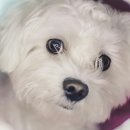 24시바덴동물메디컬센터