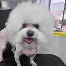 허그멍뭉이# 이미지