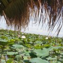 로터스팜 이미지