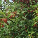 경기옛길 의주길 제5길 임진나루길 이미지