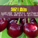 체리 이미지