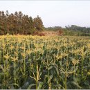 초당농장 이미지