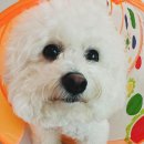 헬로우댕댕유치원 | 웃는 강아지 비숑 프리제 슈가 -매일매일 신나요