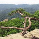 행정사문경량사무소 | 한국 100대 명산 기획여행 ⑤ 축령산 힐링 산행 , 계곡부터 정상까지