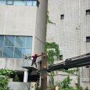 태진종합서비스 | 강남 역삼동 빌라 수목 정비, 위험한 나무 제거 작업 후기