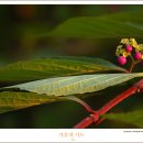 현주소금 이미지