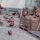 박진수농장 이미지