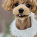 몽블리 펫샵 이미지