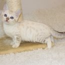 날라리 캣 이미지